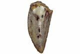 Serrated, Raptor Tooth - Real Dinosaur Tooth #216543-1
